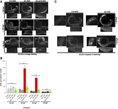 Glycine Promotes the Survival of a Subpopulation of Neural Stem Cells